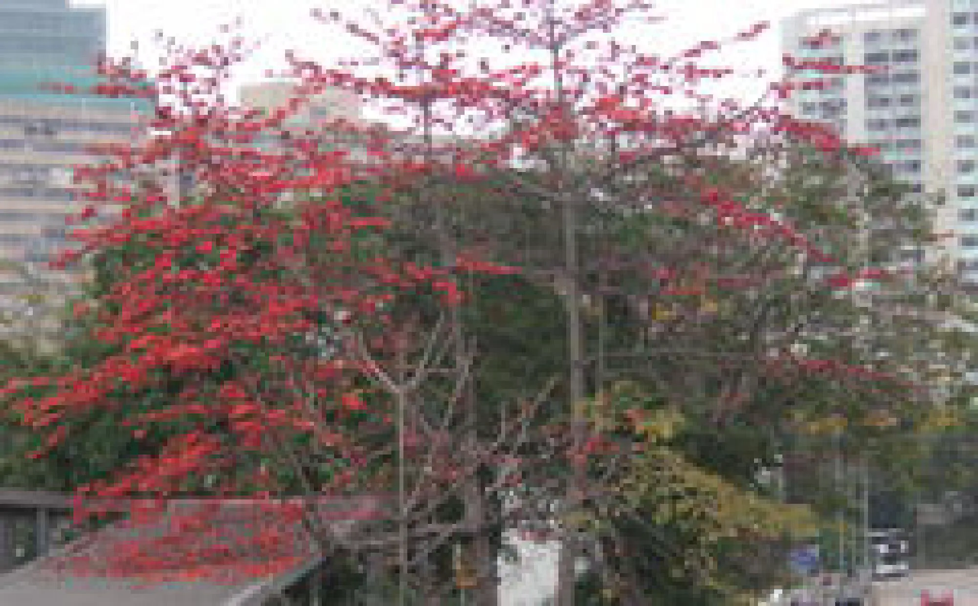 PLANTAS do RIO DE JANEIRO - BOMBAX