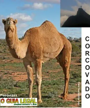 Camelo Dromedário e morro do Corcovado Camelo Dromedario