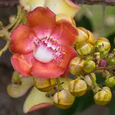Lepakshi Temple - Índia