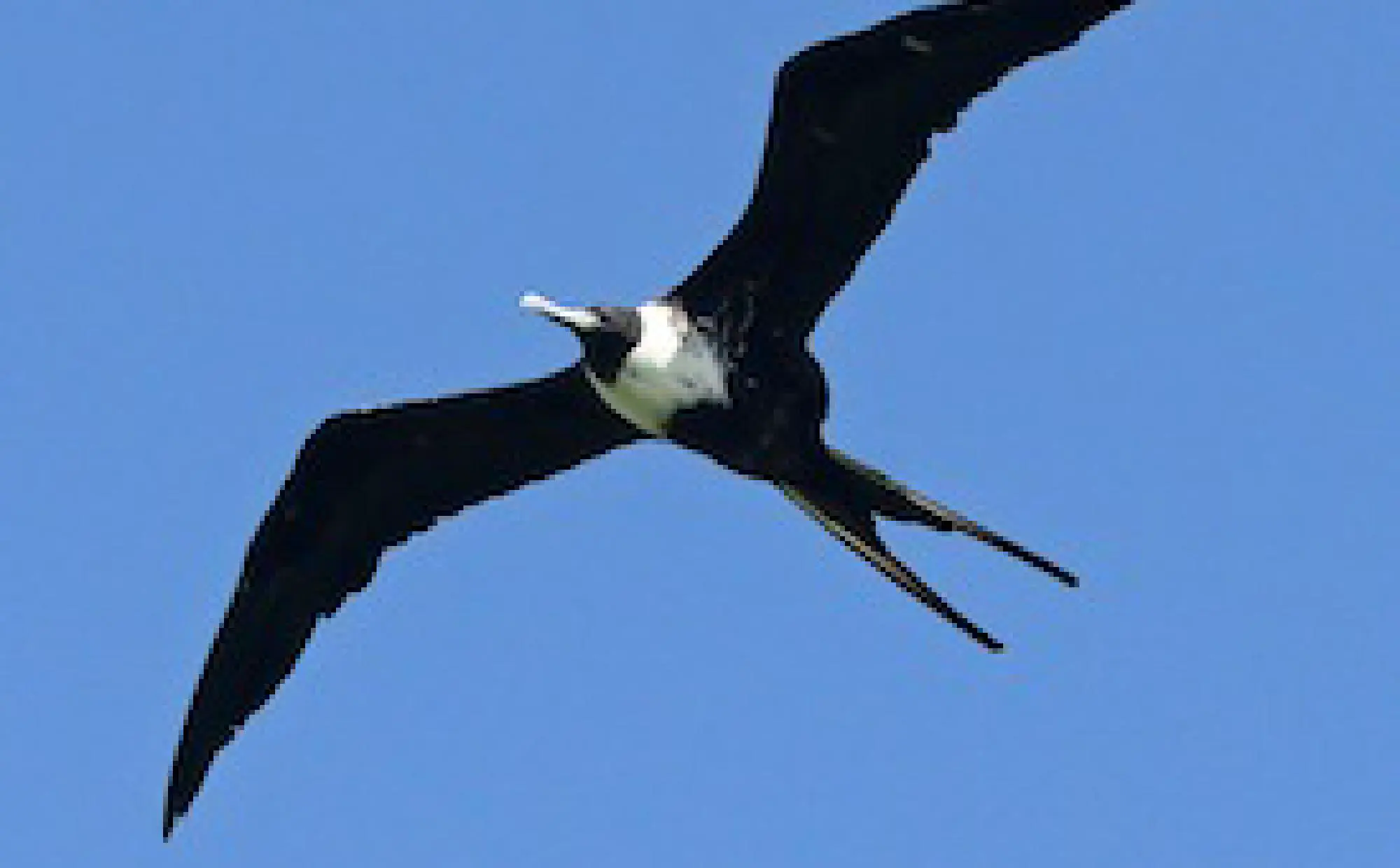 Fragata Magnífica: o Tesourão.