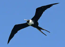 Fragata Magnífica: o Tesourão.