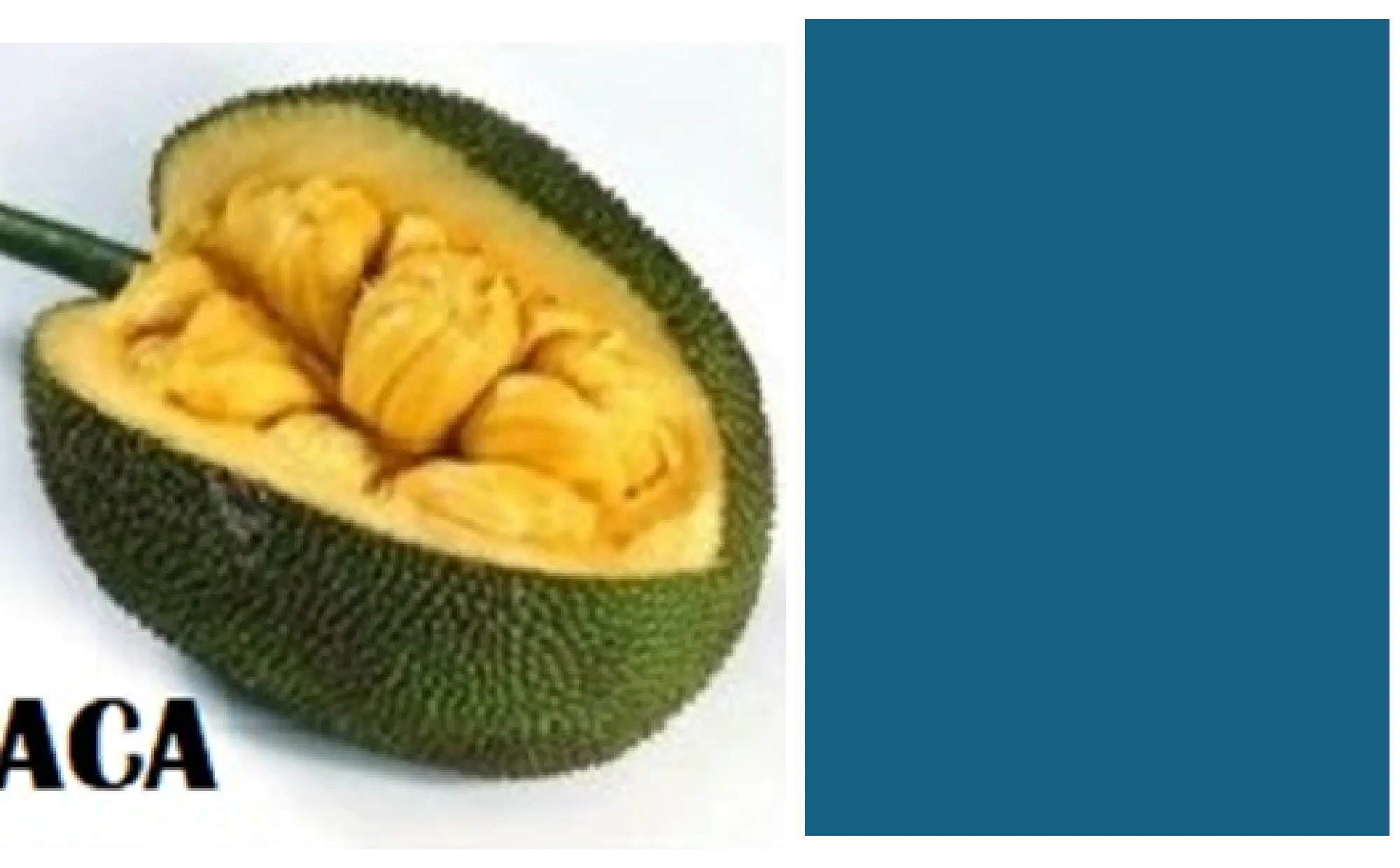 JACA, DURIAN e FRUTA-PÃO