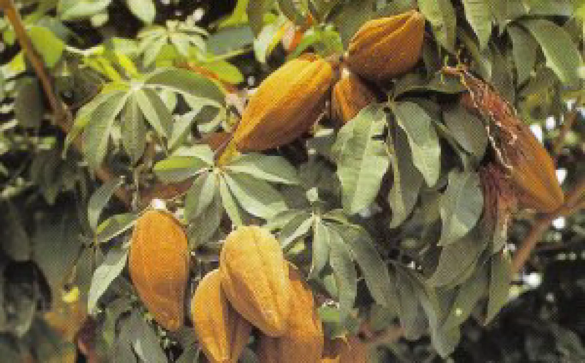 PLANTAS do RIO DE JANEIRO - MUNGUBA