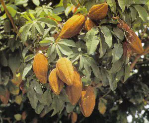 PLANTAS do RIO DE JANEIRO - MUNGUBA